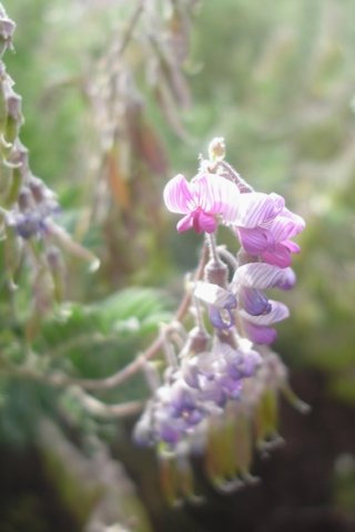 Lessertia perennans raceme of old and new hanging flowers